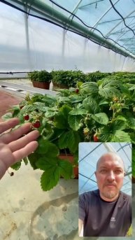 Земляника в #питомник #тимирязевский #shorts #plants #nursery #агроном #земляника #клубника