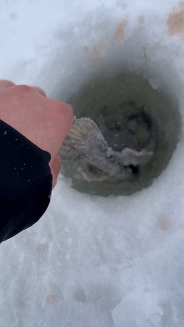 Поймали и отпустили щучку