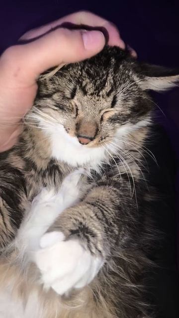 Кот одноглазый Джо | Видео для Авито