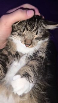 Кот одноглазый Джо | Видео для Авито