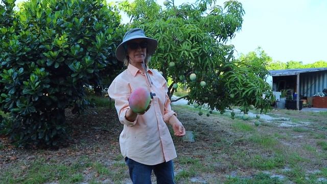 Big Mangos!
