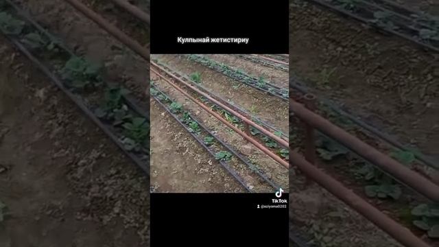 Кулпынай жетистириуди уйренемиз