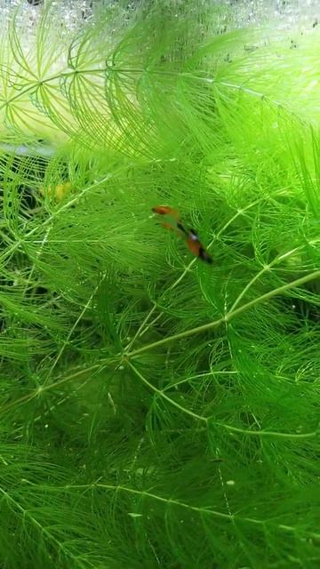 Baby Red Coral Platy in Ceratophyllum