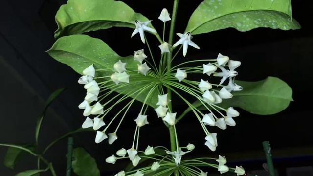 Hoya Javanica white long leaf