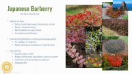 Backyard Invasive Species - Trees and Shrubs Webinar