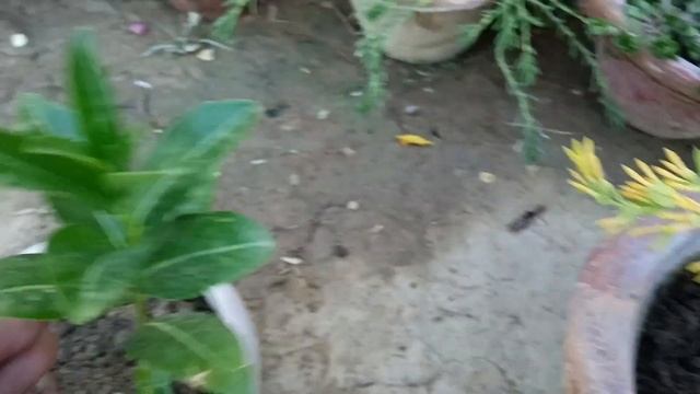 साधारण रातरानी से कितना अलग है ये पौधा | orange night Jasmine | how to care orange raat rani plant