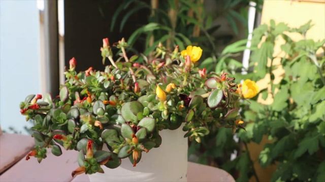 Portulakröschen - Zeitraffer :: portulaca grandiflora - time lapse
