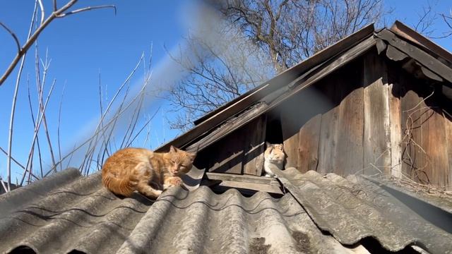 Котики загорают на крыше