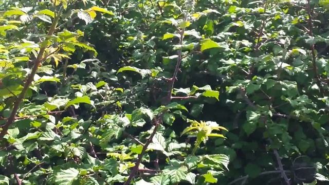 Basset fauve de bretagne chasse lapin