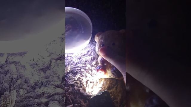 утро со сквишими