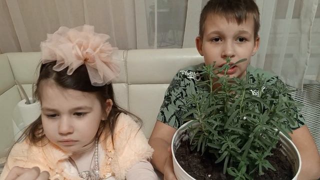 Лаванда.