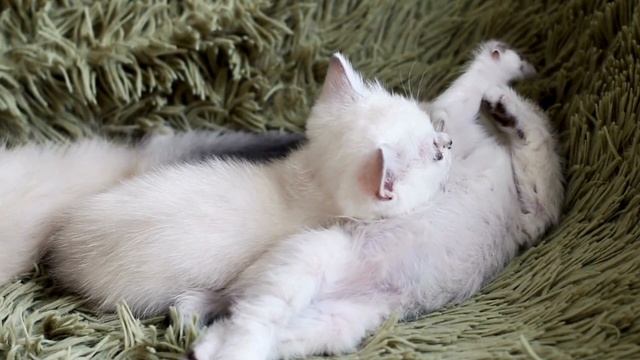 Relax with 10 Minutes of White Cats Only