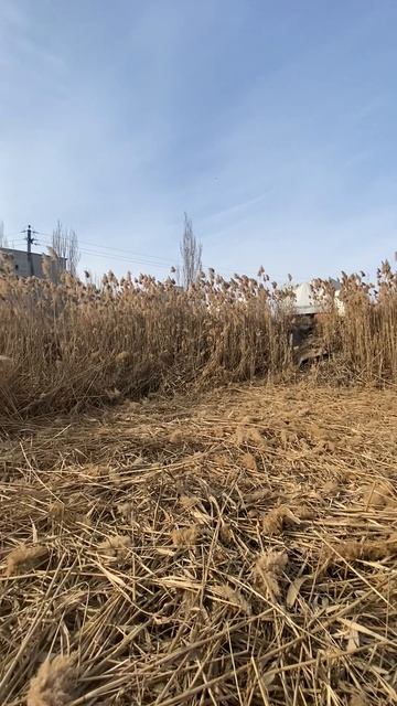 РЕШЕНИЯ 30 ПОКОС ТРАВЫ АСТРАХАНЬ