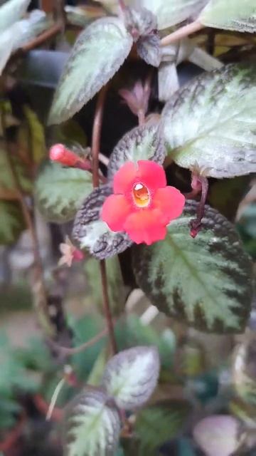 SILVERMOON GREEN HANGING PLANT (Episcia Flame Voilet Plant) #silvermoon #green #plants #shorts