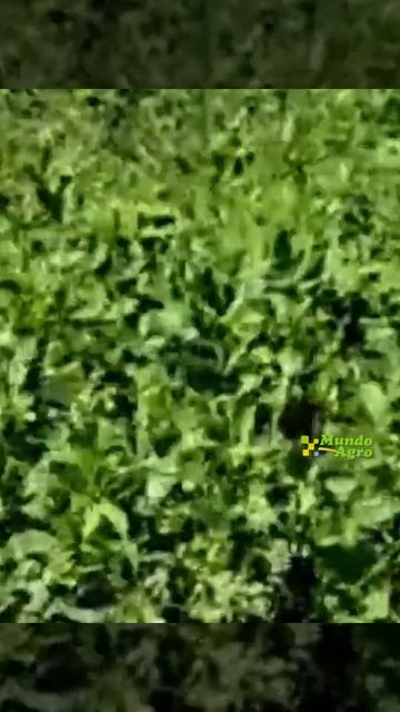 🌱 Acuerdo Cluster Alfalfa c/Cámara Argentina Emirati p/exportar►Fabian Russo Pte CLUSTER ALFALFA CB