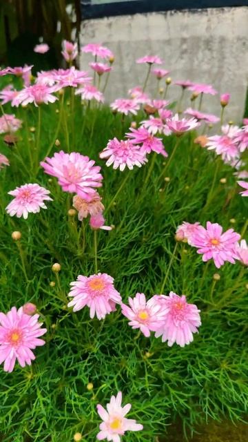 1001 Flowers in Berastagi - Tiny Pink Daisies 🌸🌸