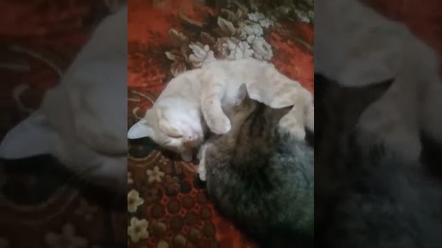 два кота в 7 утра.Рыжик и Котях.