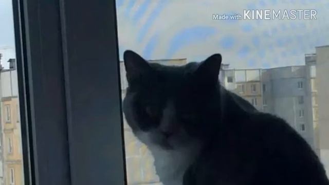 Клип лимон ивангай