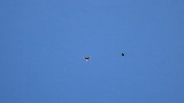 Видео голубей,полет голубей,видео номер