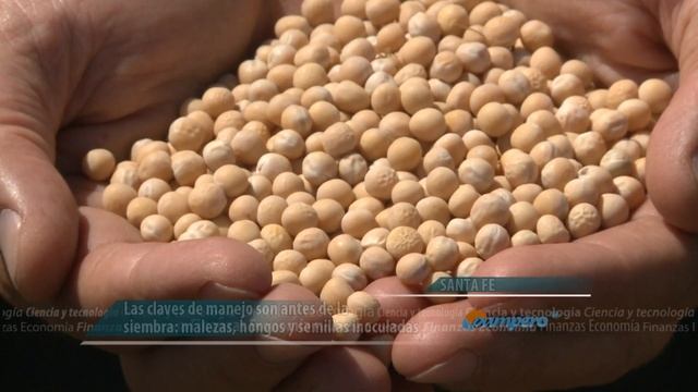 Arvejas y lentejas para pasar el invierno