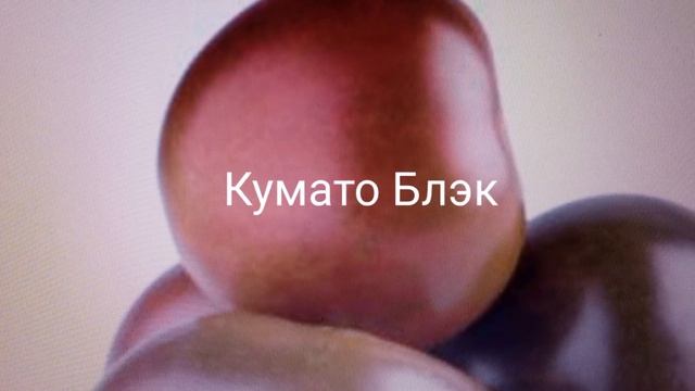 Томаты для хранения и консервации. Буду садить снова!