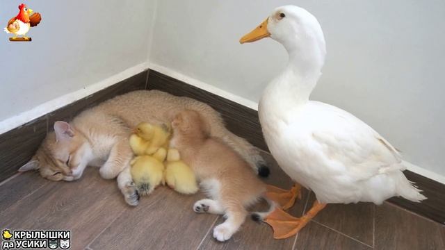 Утята и Цыплята - Кошки и котята - (151) Хвостики да Усики ❣️