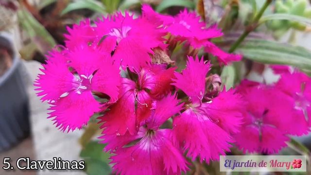10 plantas de fácil cuidado y abundante floración🌺🌻