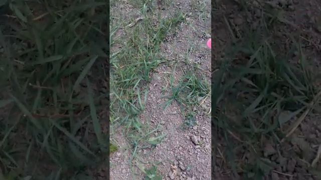 як правельна спалить бурян на малині