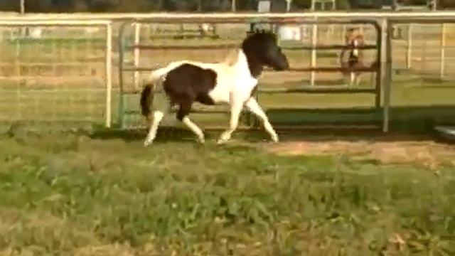 Glen Oaks Grand Performance, Black Tobiano Purebred Miniature Stallion
