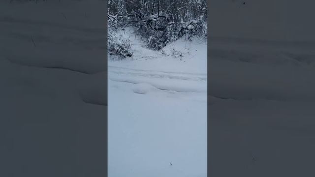 Поэзия У Дао-цзы. Читает автор. "Одинокая ива..."