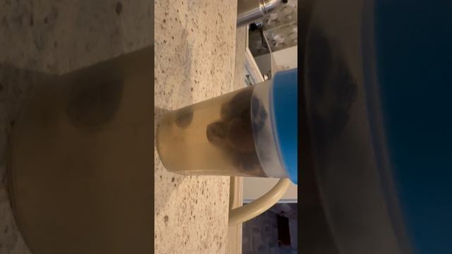Проращивание семян Юбеи Чилийской