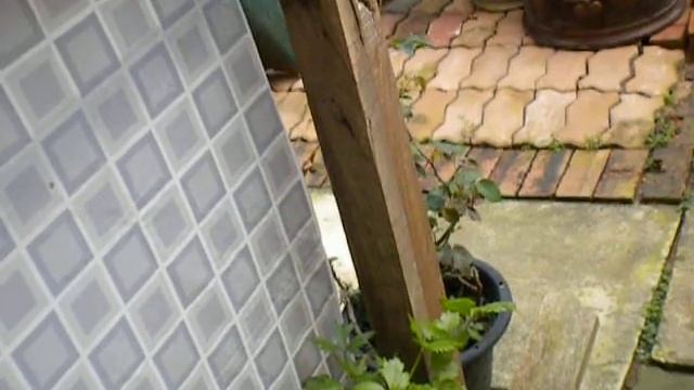 Smelling plants in an urban garden in Singapore