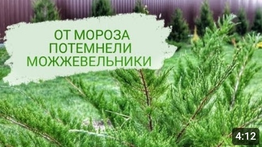 КАКИЕ МОЖЖЕВЕЛЬНИКИ ТЕМНЕЮТ ОТ МОРОЗА. 20.11.2023г. БЕЛАРУСЬ, ГОМЕЛЬСКАЯ ОБЛАСТЬ