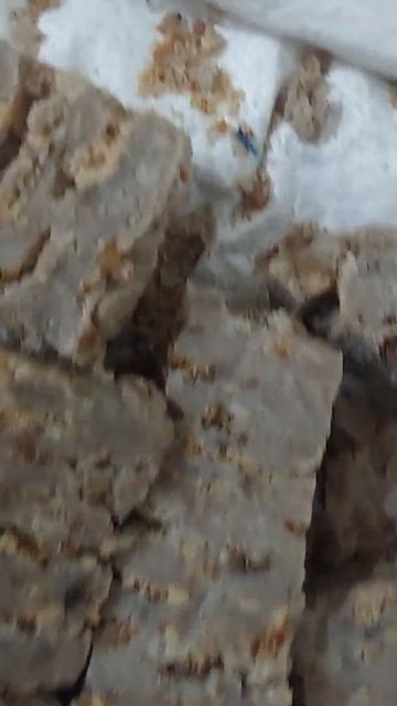 Asafoetida। Hing 100% natital #shorts