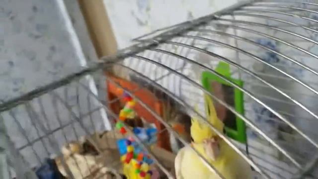 720p_04_Корела_Гоша_сомбреро