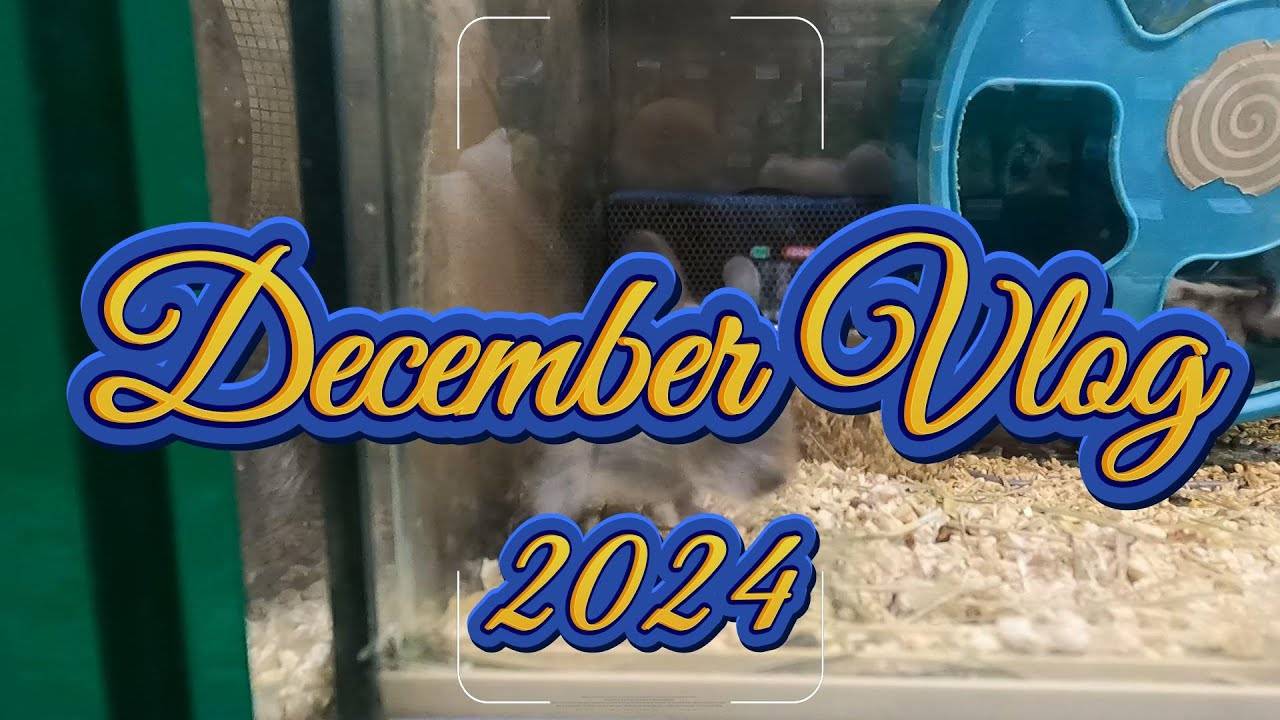 Четвёртый влог | Декабрь 2024 | Ежедневный влог | 03.12.2024г. #влогмас #vlogmas #новыйгод