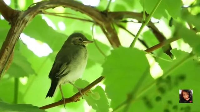 #zoobies vlog#POPEYE SPINACH | ENERGY BANK |DIET FOOD|#health#diet#subscribers