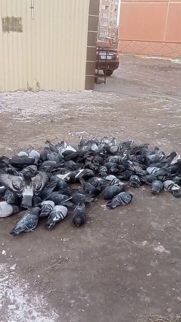 Голуби пшено едят, кушают, клюют🤔😌