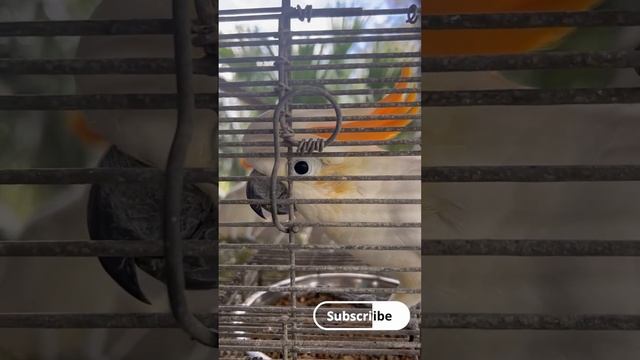 Royal Parrots: The Citron Cockatoo