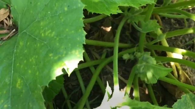 Köy Bahçesi Turu 🌳 Organik Sebze Meyve 🤗 domates salatalık patlıcan 🍅 Organik Tarım / Köy hayatı