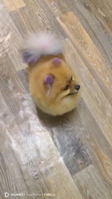 ЛАКИ ЖДЕТ СВОИХ....ОЧЕНЬ СОСКУЧИЛСЯ....😘