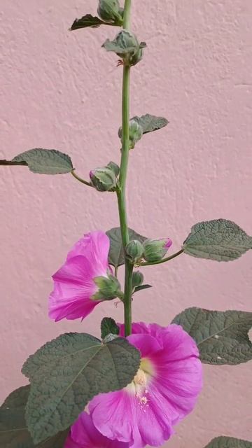 Hollyhock Flower / হলি হক ফুল / Winter Flower / Pink Hollyhock #shorts #short #Hollyhock #Flowers