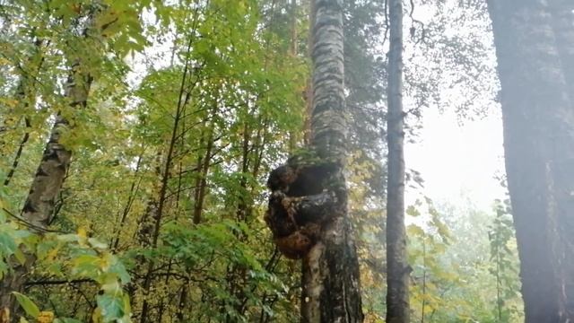 Шуваловский парк, кап на берёзе. 25.09.2022.