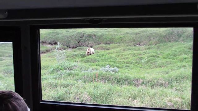 Grizzly bear in Denali park