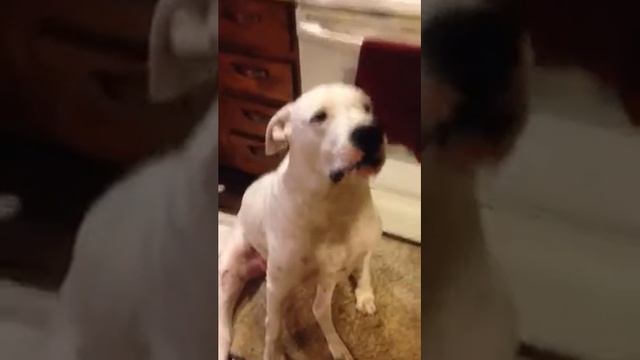 Nova Lee Larsen, Dogo argentino adding one plus one