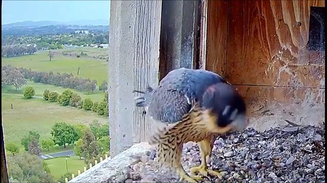 27 Nov ~ RUBUS ??? ~ We await official verdict ~ ©FalconCam,  CSU, NSW