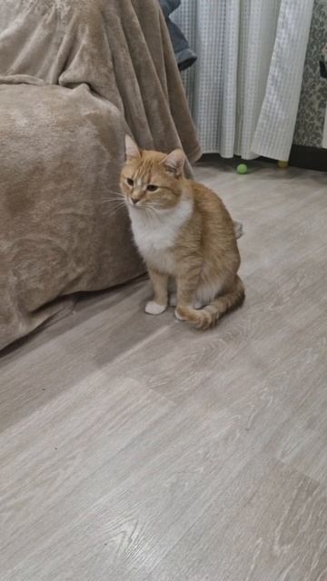 Котику из приюта ищем дом