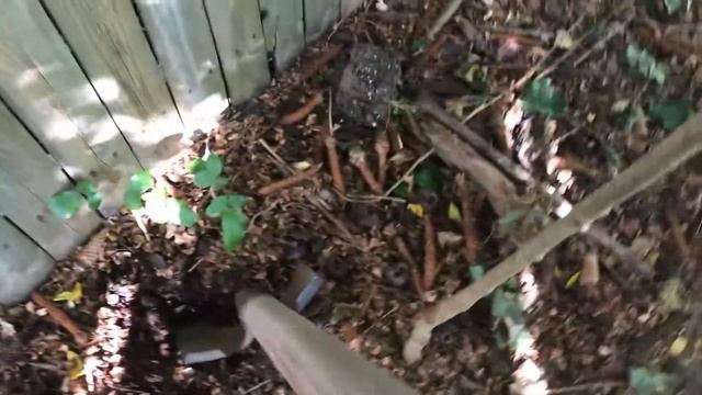 Digging up an Oregon Grape - Medicinal Plants - Berberis aquifolium - Mahonia aquifolium - Botany