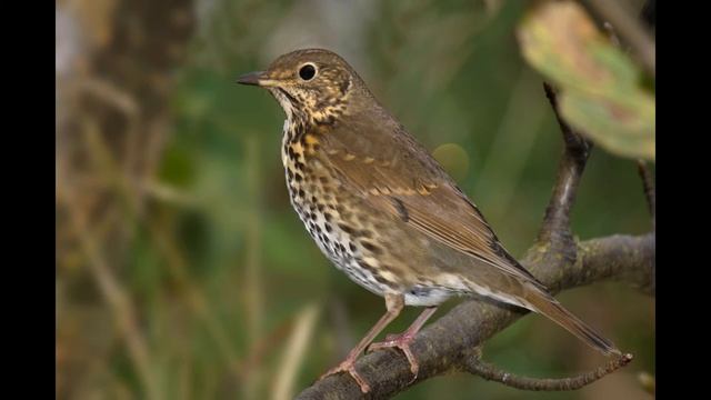 Birigarroa (Turdus philomelos), kantua #TxoriaTxio