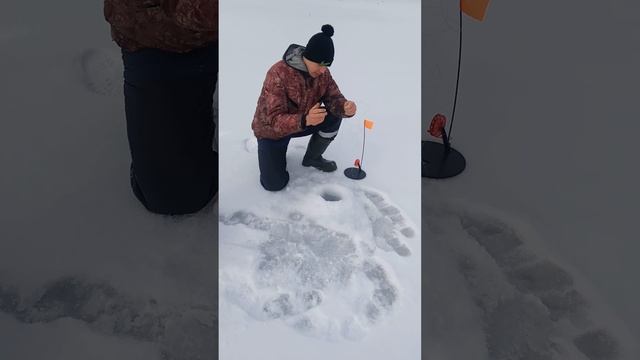 вываживание щуки на жерлицу